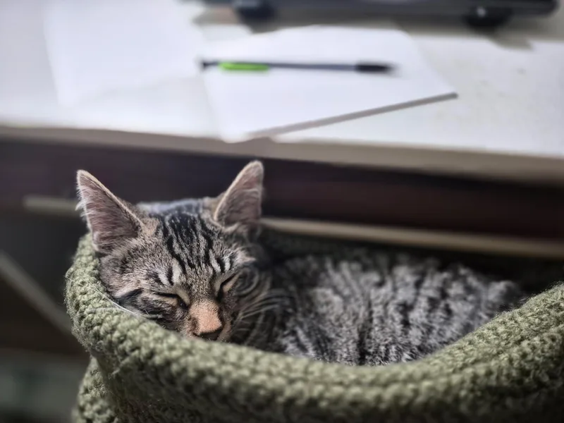 Peppermint thumbnail 4