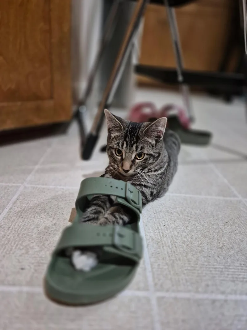 Peppermint thumbnail 5