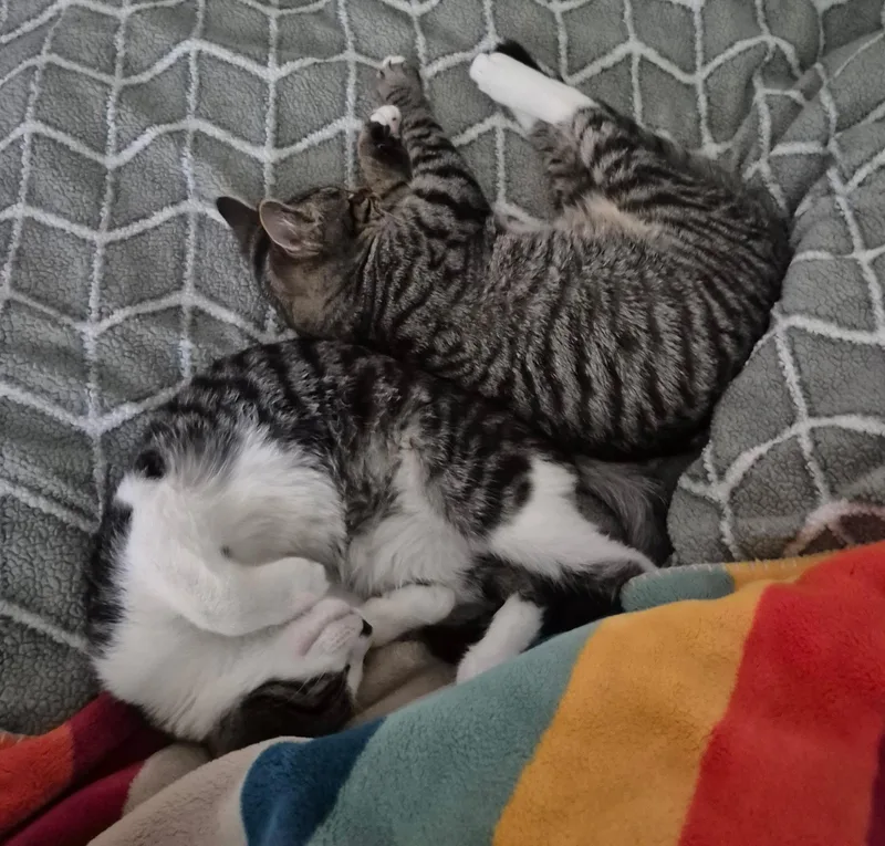 Peppermint thumbnail 6