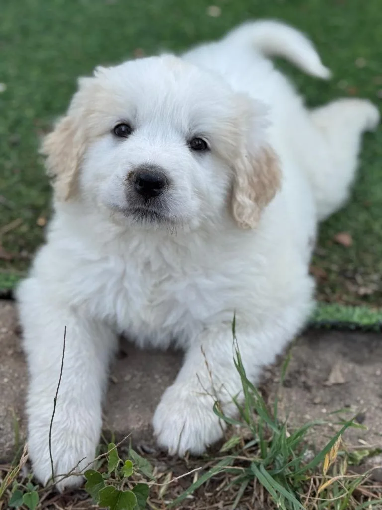 A baby medium-sized female Great Pyrenees dog named Puddin' for adoption in Canyon Lake, TX
