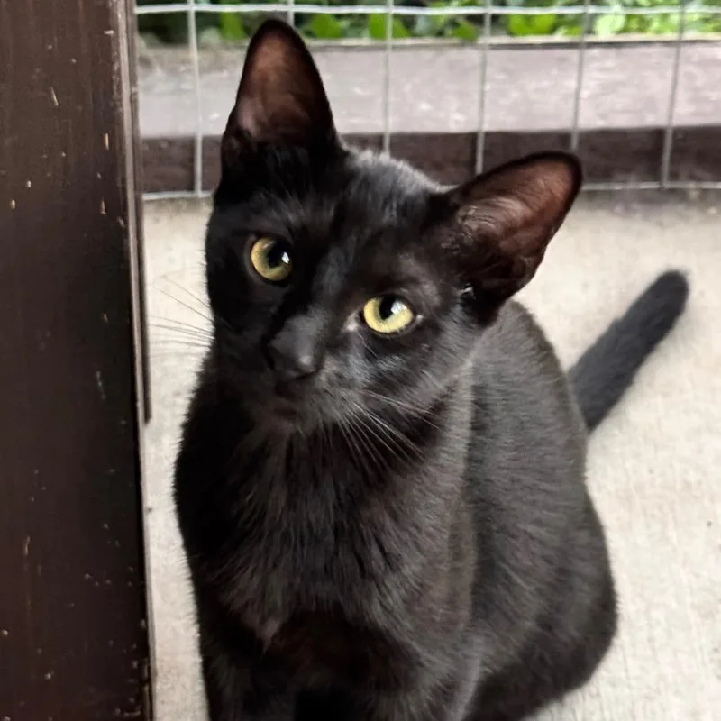 Cerulean Jg thumbnail 2