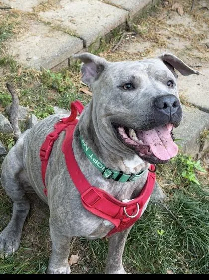 An adult large-sized male Mixed Breed dog named Po Boy for adoption in Chamblee, GA