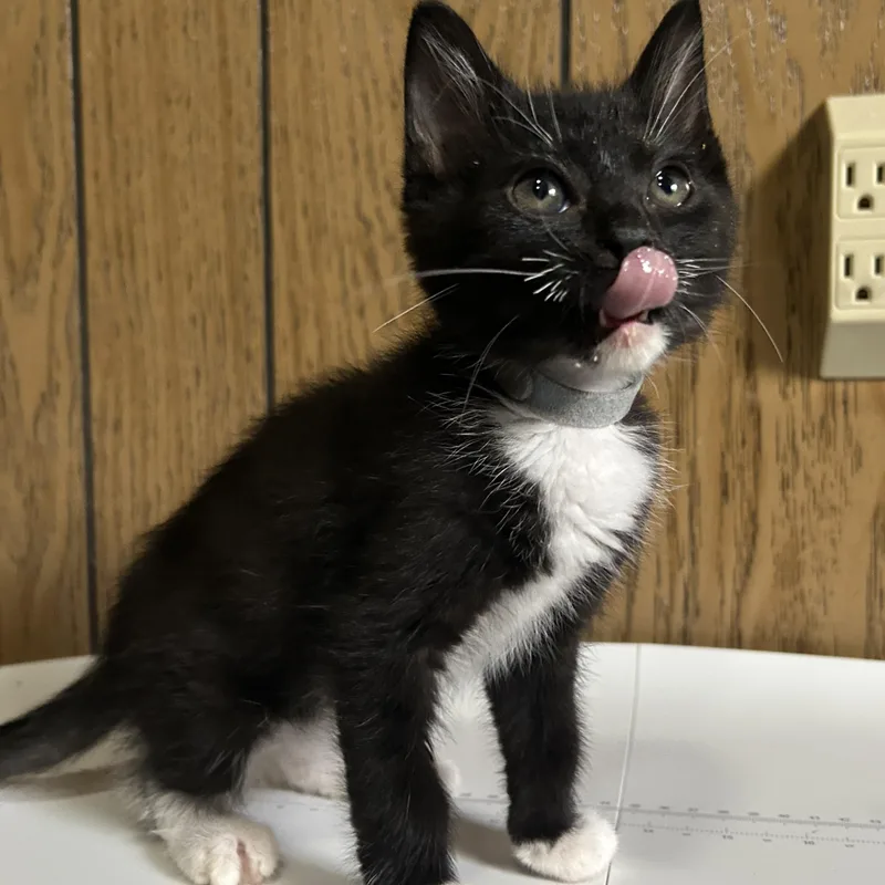 A baby medium-sized male Black & White / Tuxedo Tuxedo cat named Popcorn for adoption in Pasco, WA