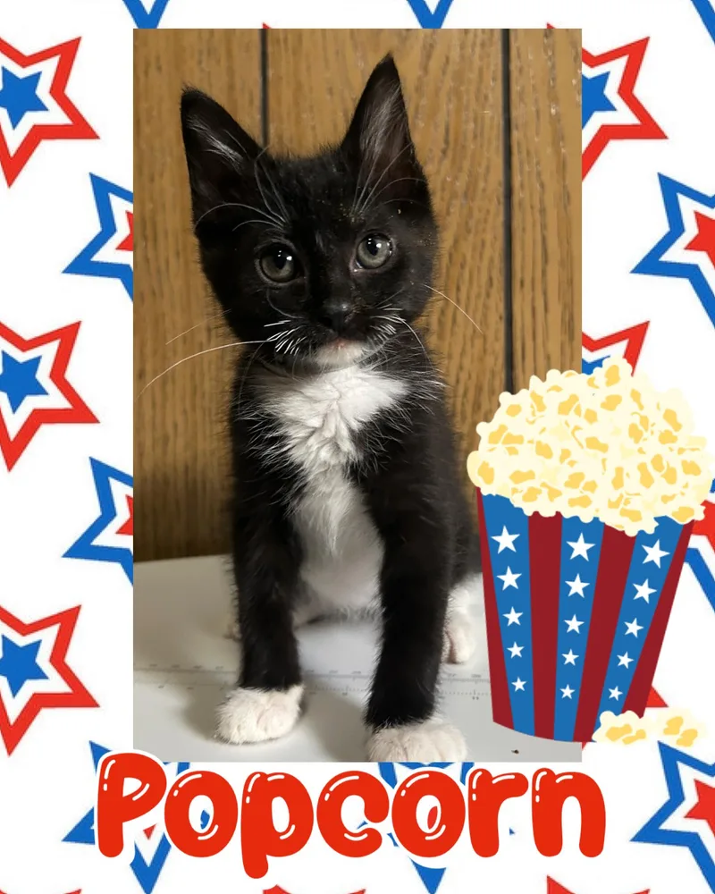 Popcorn thumbnail 3
