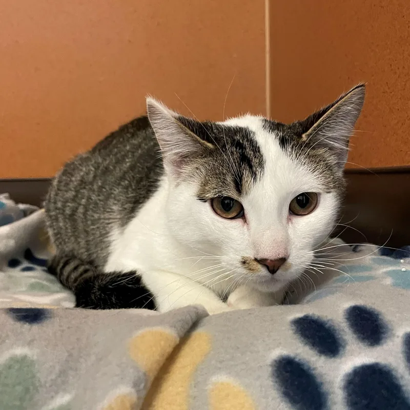A young medium-sized male Tabby (Brown / Chocolate) Domestic Short Hair cat named Marty for adoption in Rochester, MN