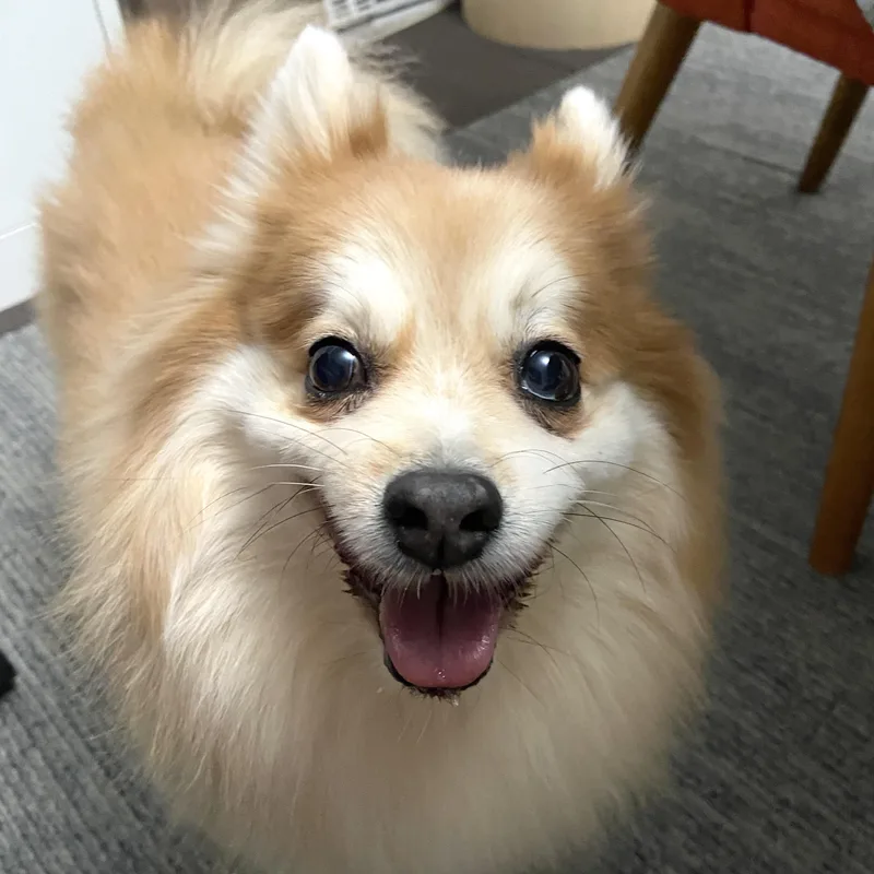 An adult small-sized male Red / Chestnut / Orange Pomeranian dog named Toby for adoption in Brooklyn, NY