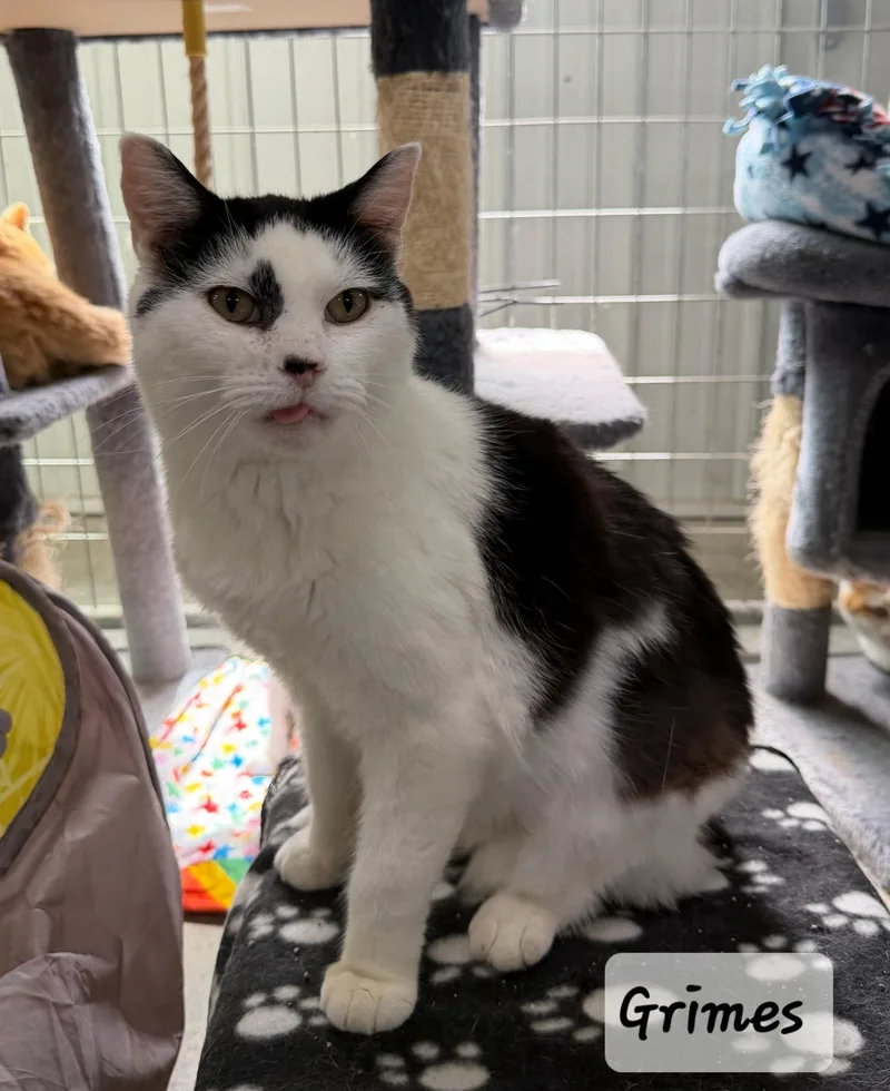 A senior medium-sized male Black Domestic Medium Hair cat named Grimes for adoption in Urbana, OH