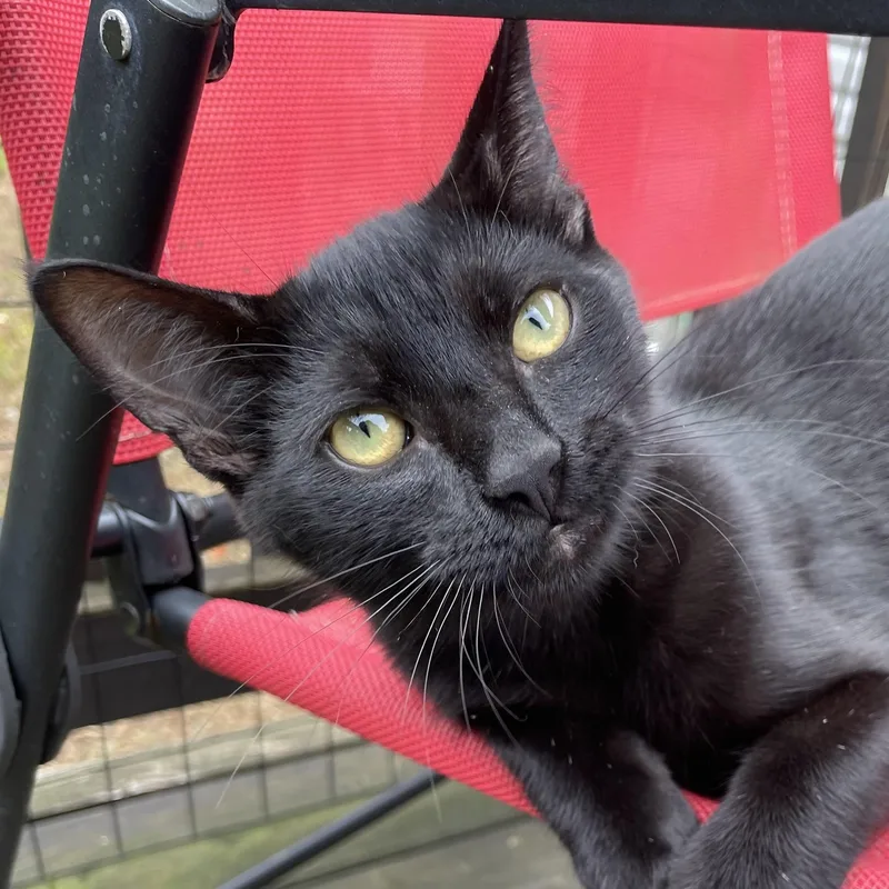 A baby medium-sized male Black Domestic Short Hair cat named Louie for adoption in Oswego, NY