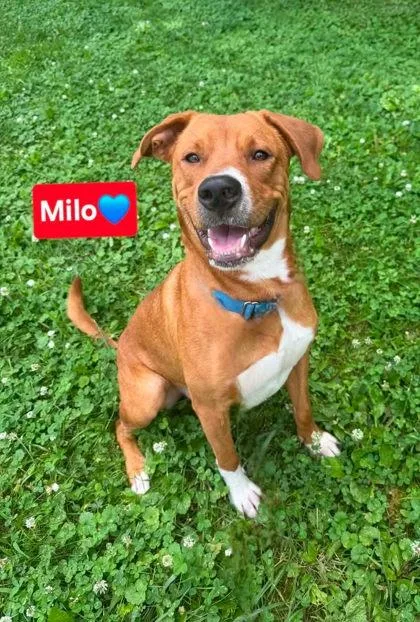 An adult large-sized male Hound dog named Milo for adoption in Clinton, MO