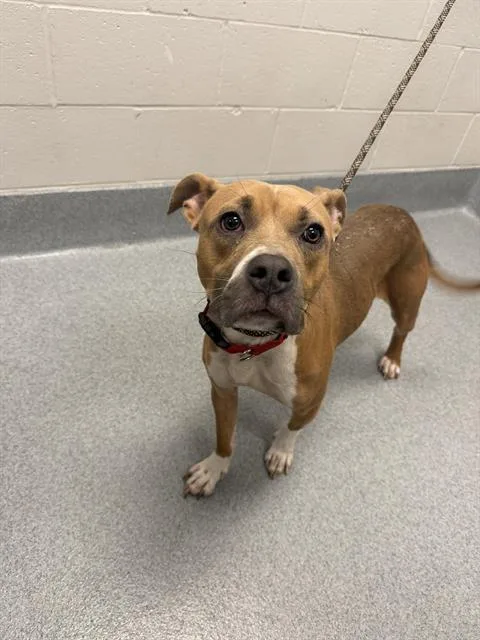 An adult medium-sized female Pit Bull Terrier dog named Ava for adoption in Indianapolis, IN