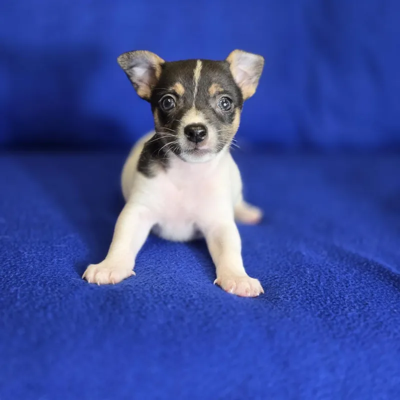 A baby small-sized male Black Rat Terrier dog named Ty for adoption in Mansfield, TX