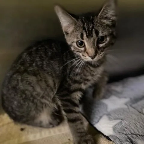 A baby small-sized female Brown / Chocolate Domestic Short Hair cat named Pebbles for adoption in Dayton, OH