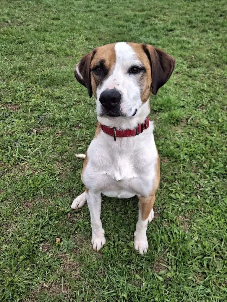 An adult medium-sized male Mixed Breed dog named Gram Parsons for adoption in Ironwood, MI