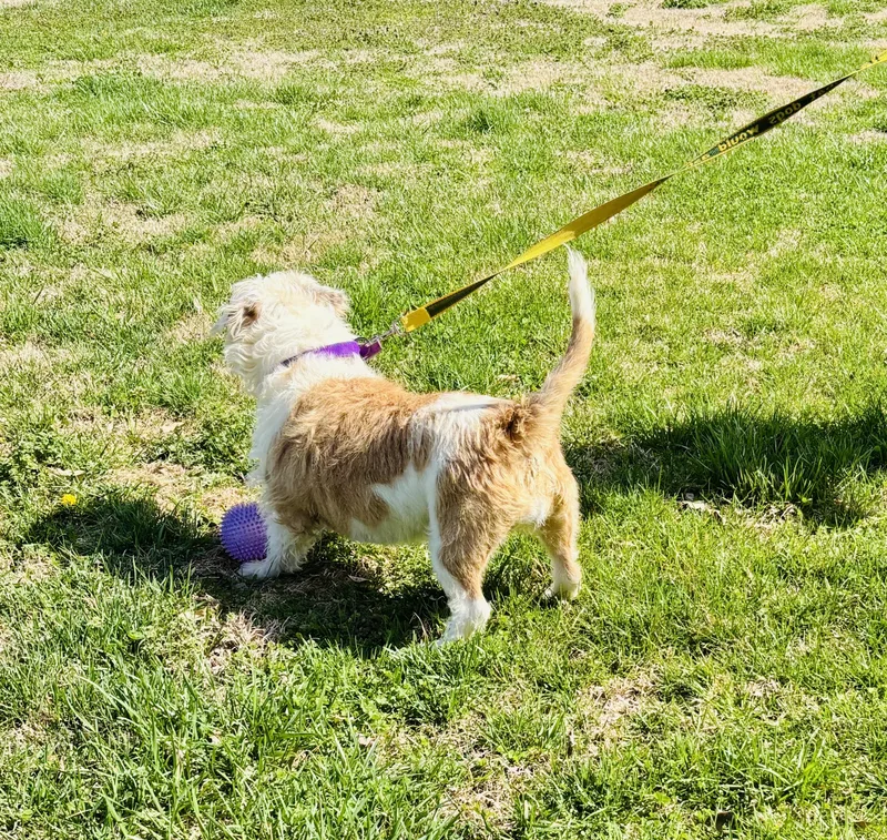 Coconut! thumbnail 3