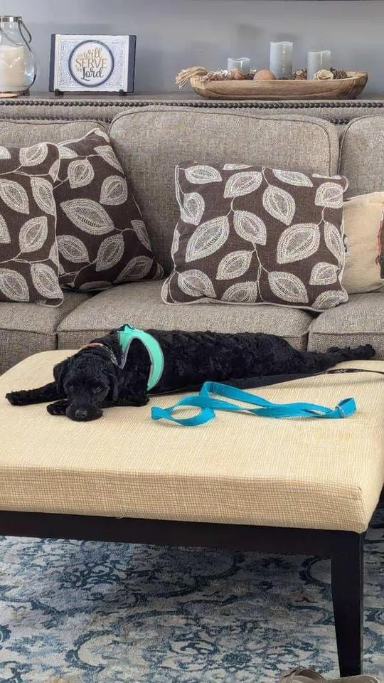 Danny Boy thumbnail 2