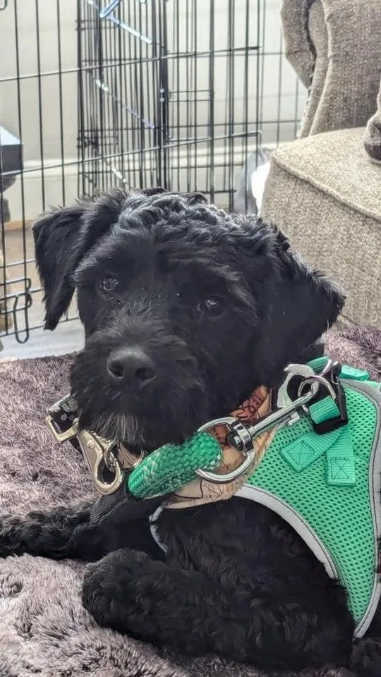 Danny Boy thumbnail 4