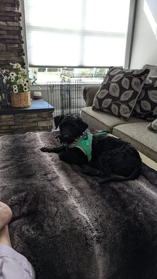 Danny Boy thumbnail 5