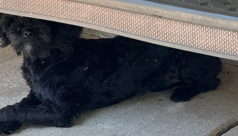 Danny Boy thumbnail 6