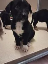 A baby medium-sized male German Shepherd Dog dog named Lumiere for adoption in Dodgeville, WI