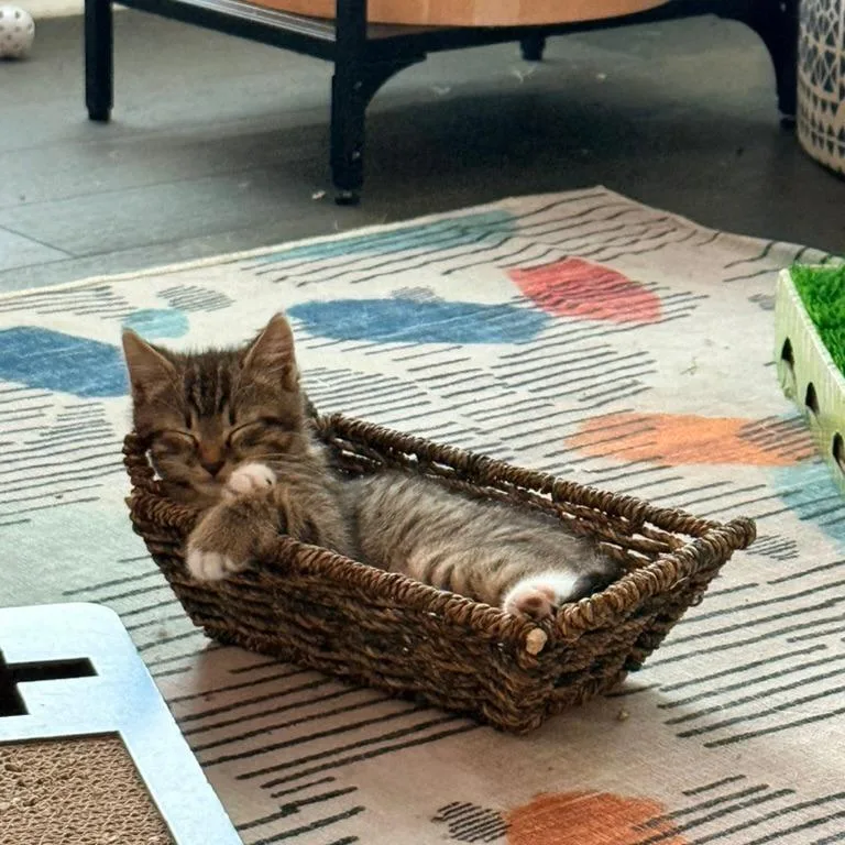 A baby small-sized male Brown / Chocolate Domestic Short Hair cat named Corn Dog for adoption in Charlotte, NC