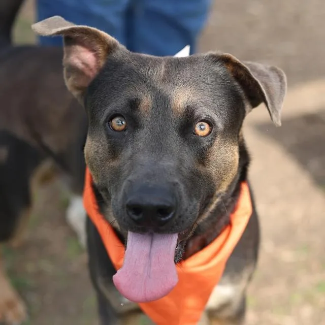 A young large-sized male Labrador Retriever dog named Dean for adoption in San Antonio, TX
