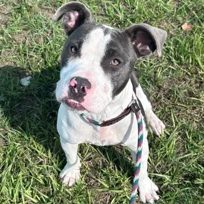 Galletita thumbnail 2