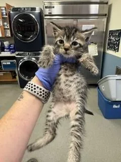 A baby small-sized female Domestic Short Hair cat named Dennys for adoption in Miami, FL