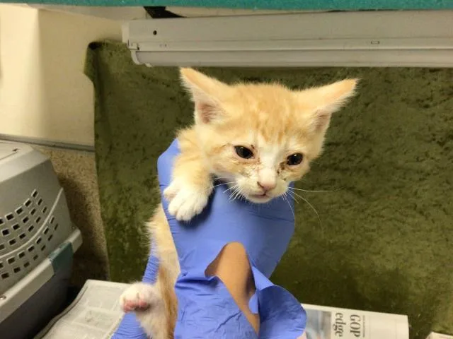 A baby small-sized male Domestic Short Hair cat named Trout for adoption in Riverside, CA
