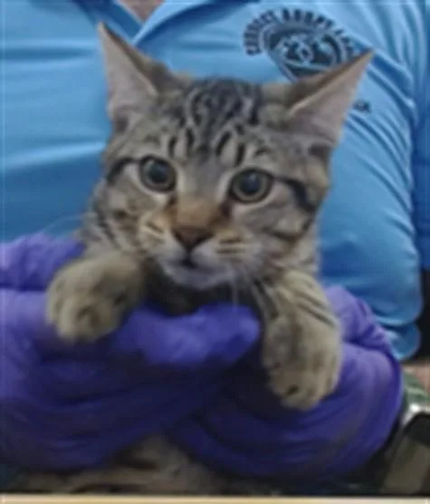 A young small-sized male Domestic Short Hair cat named Macha for adoption in Miami, FL