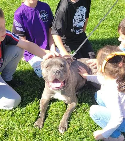 An adult large-sized male Gray / Blue / Silver Pit Bull Terrier dog named Bingo for adoption in Kansas City, MO