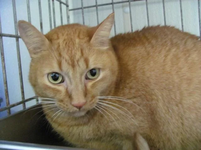 A senior medium-sized male Domestic Short Hair cat named King Tut for adoption in Cumberland, ME