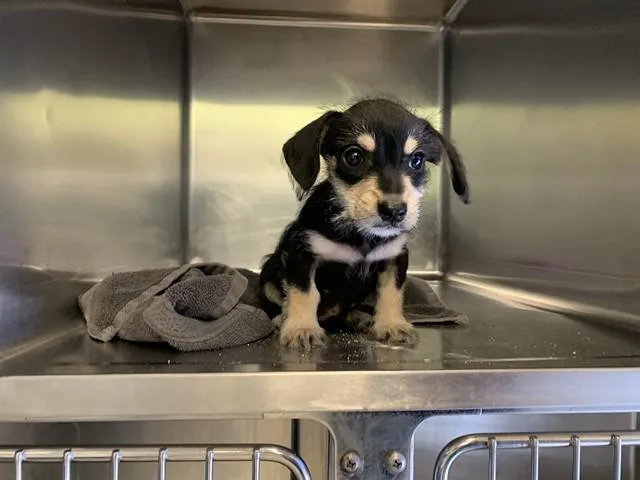A baby small-sized male Dachshund dog named Slink for adoption in Grand Prairie, TX