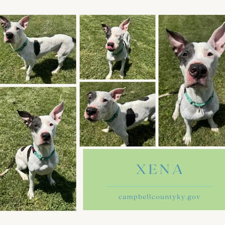 An adult large-sized female White / Cream Pit Bull Terrier dog named Xena for adoption in Melbourne, KY