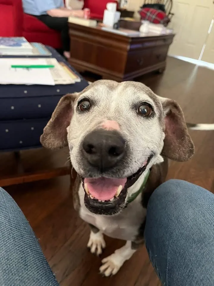 An adult medium-sized female Hound dog named Myrtle for adoption in Newnan, GA