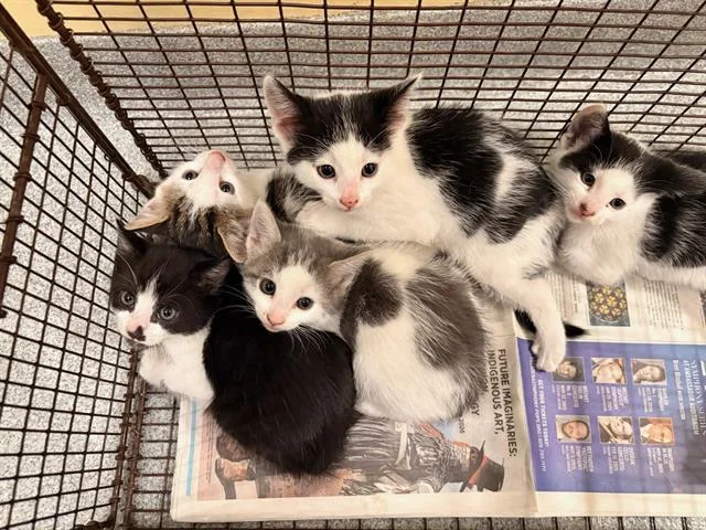 A baby small-sized male Domestic Short Hair cat named Kramer for adoption in Tustin, CA