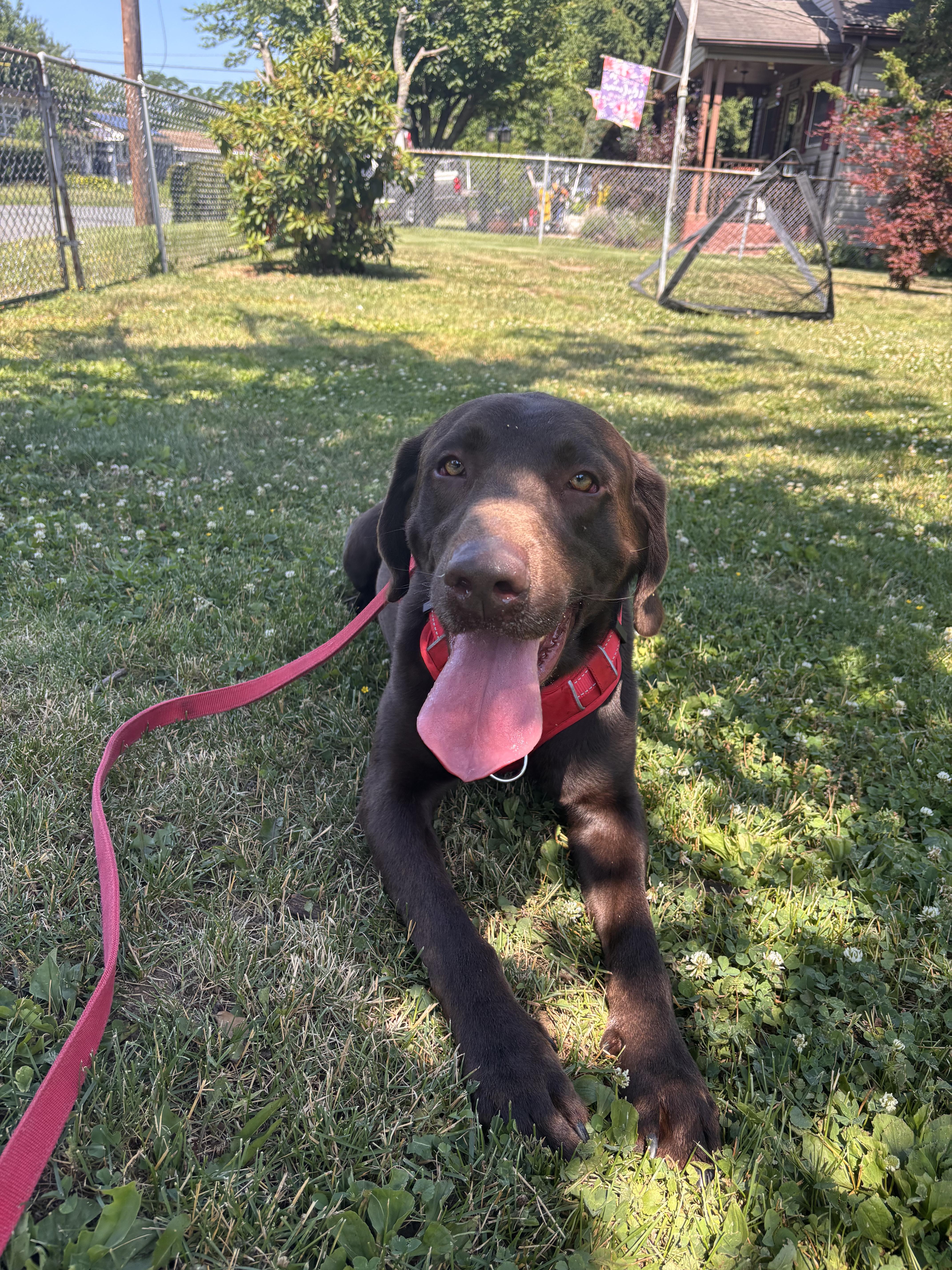 An adult large-sized male Brown / Chocolate Labrador Retriever dog named Hunter for adoption in Warrington, PA