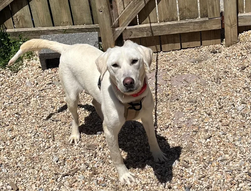 An adult medium-sized male White / Cream Labrador Retriever dog named Ranch for adoption in Ellicott City, MD