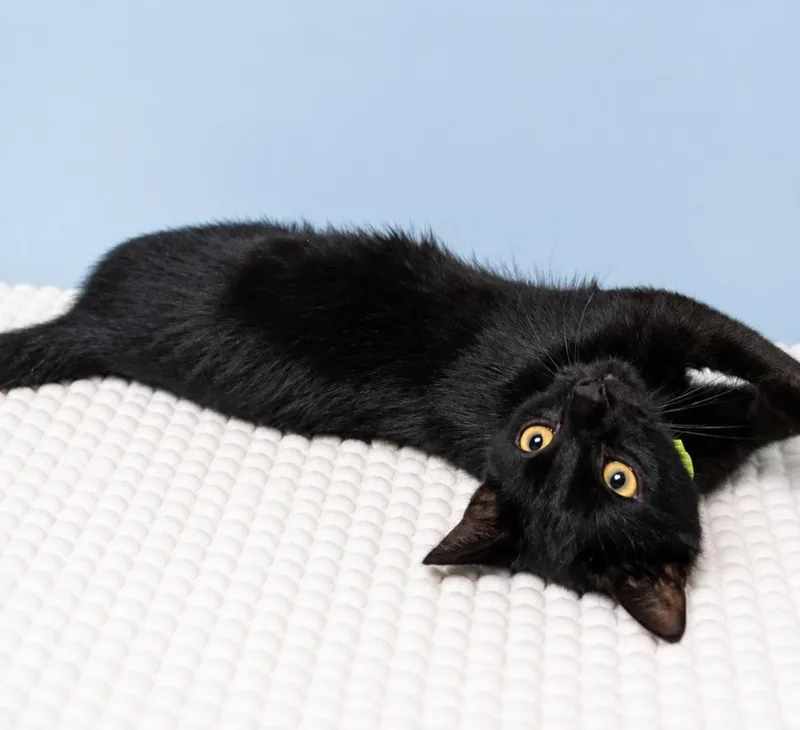 A baby small-sized male Black Domestic Short Hair cat named BlackEyed Pea for adoption in Homer Glen, IL