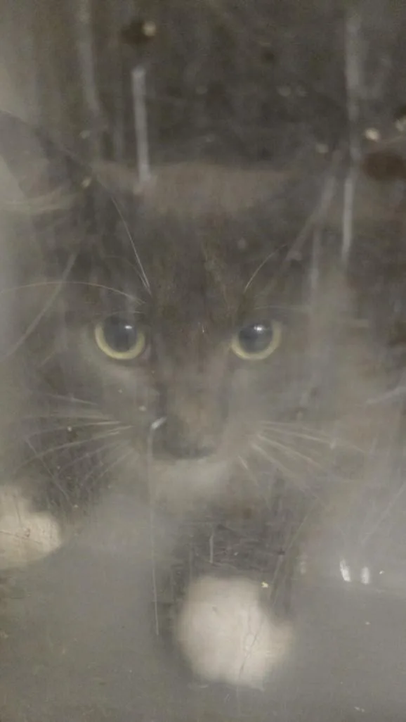 An adult small-sized female Domestic Medium Hair cat named Ashley for adoption in Texas City, TX
