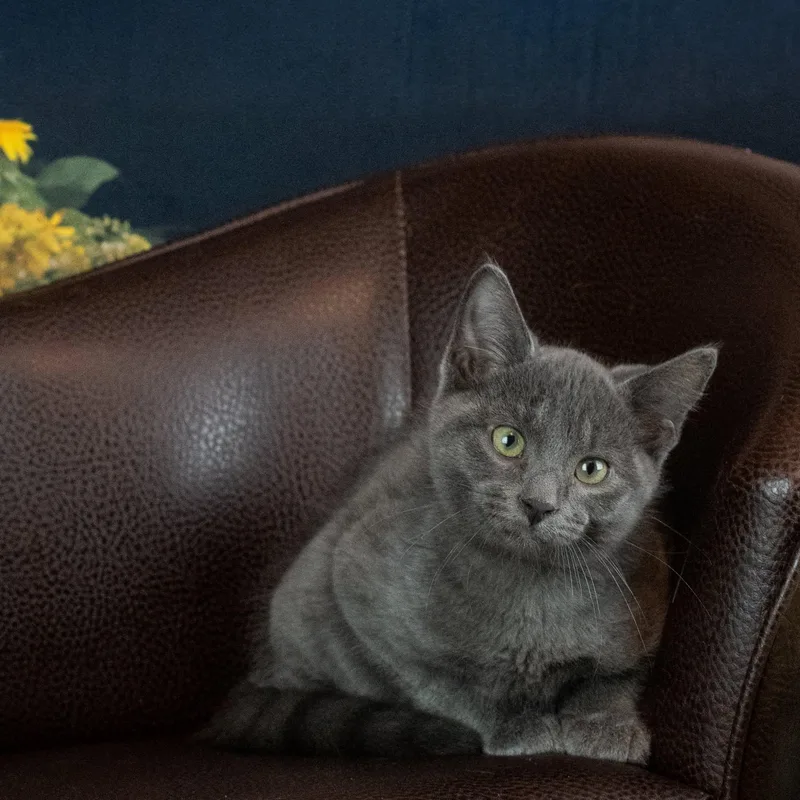 A baby small-sized male Gray / Blue / Silver Domestic Medium Hair cat named Nimbus for adoption in Lapeer, MI