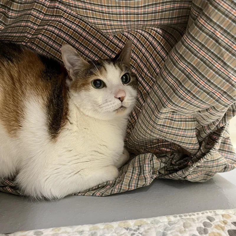 A senior medium-sized female Calico Domestic Short Hair cat named Callie for adoption in Bedford, NH
