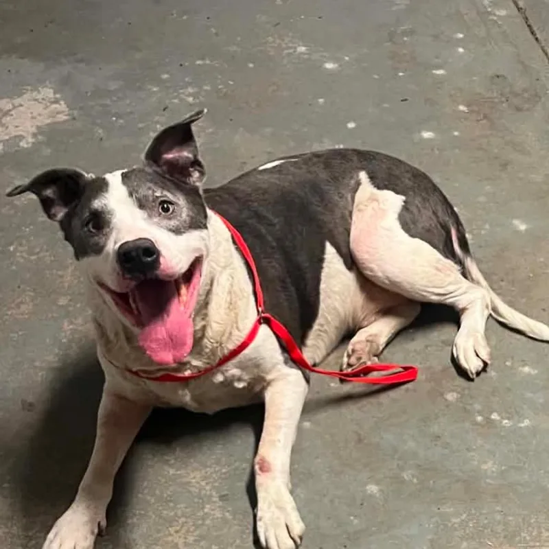 A senior large-sized male White / Cream American Bulldog dog named Gordon for adoption in Spring Hill, KS