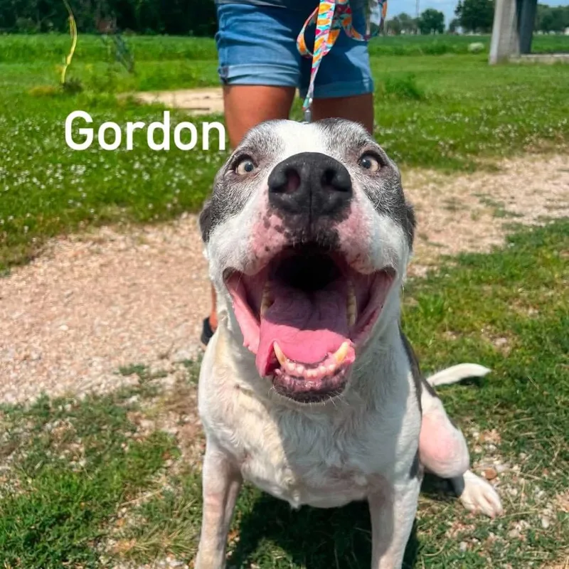 Gordon thumbnail 3