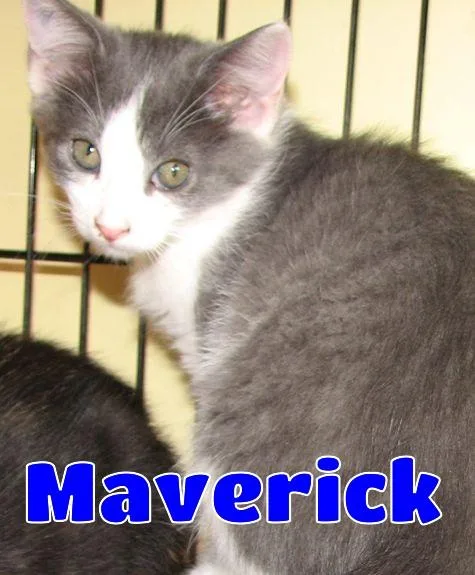 Maverick thumbnail 5