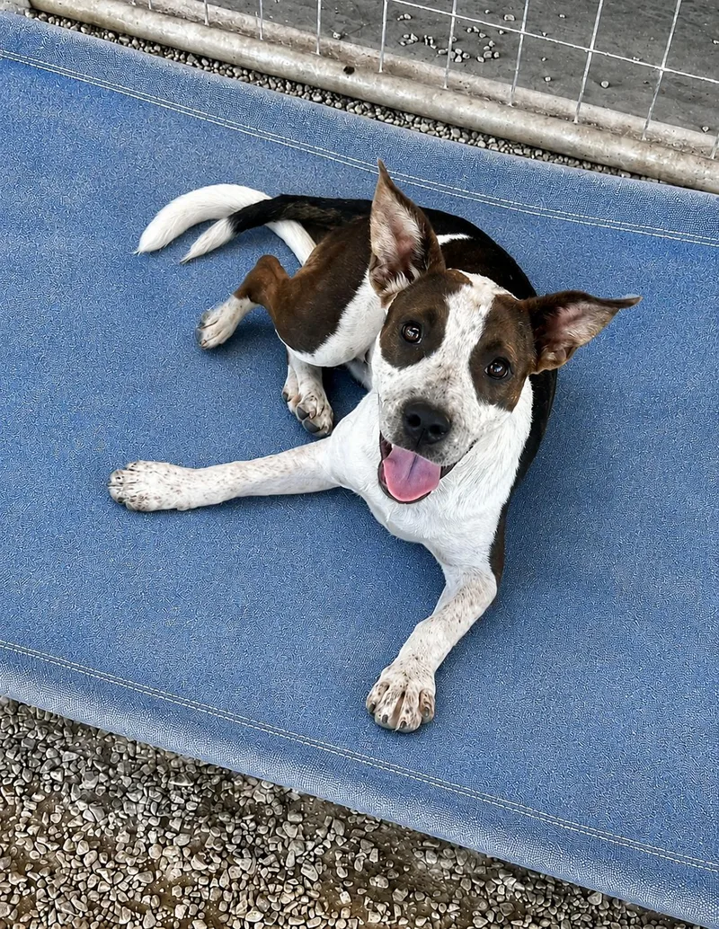 A young medium-sized female Cattle Dog dog named Phoenix for adoption in Bandera, TX
