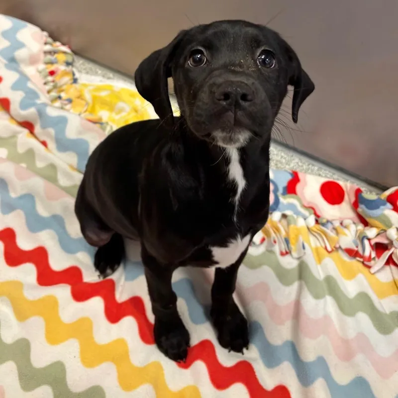 A baby medium-sized female Black Mixed Breed dog named Corkscrew for adoption in Washington Township, OH
