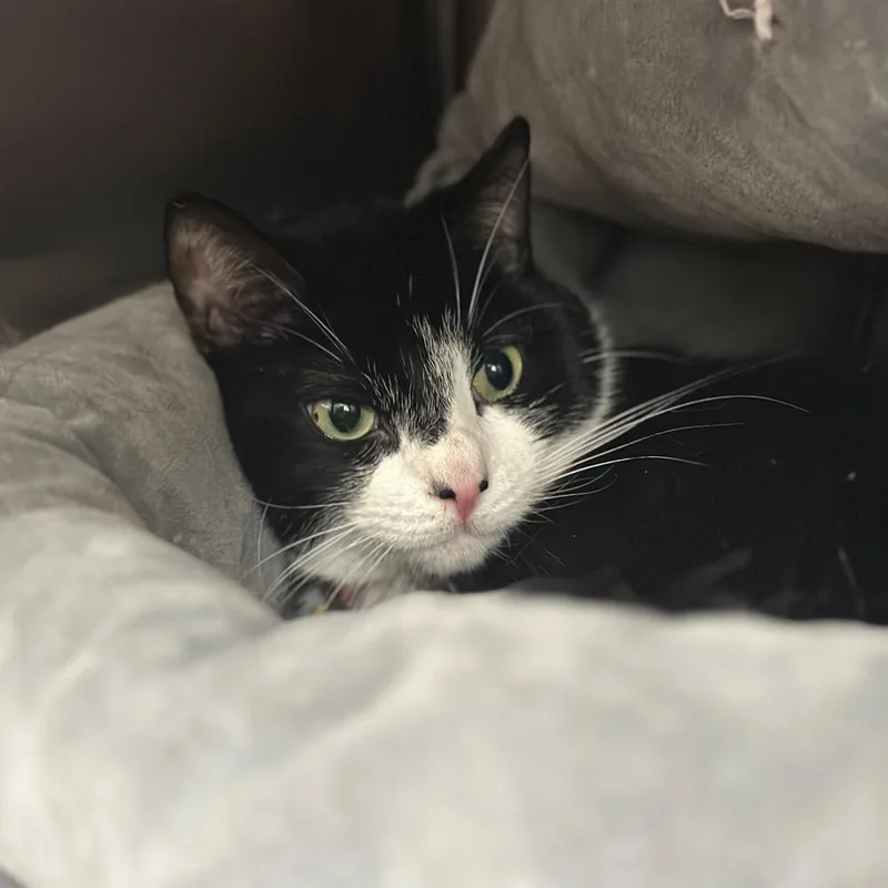 An adult small-sized female Domestic Short Hair cat named Jean Grey for adoption in Port Washington, NY