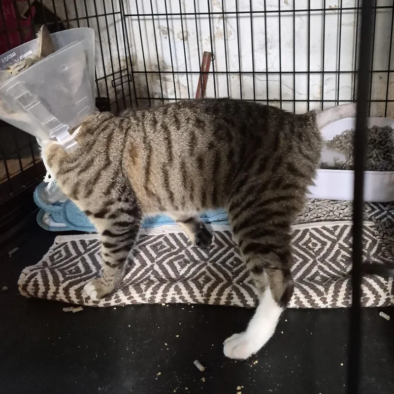 A young medium-sized male Tabby (Brown / Chocolate) Domestic Short Hair cat named Jo B. Lover for adoption in New York, NY