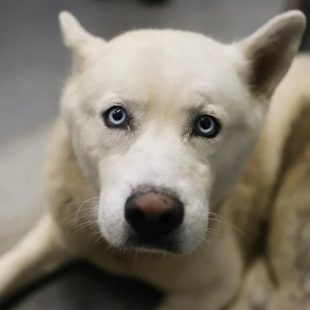 An adult large-sized male Siberian Husky dog named Dakota for adoption in San Antonio, TX