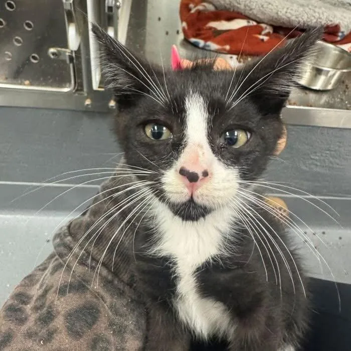 A baby medium-sized male Black & White / Tuxedo Domestic Short Hair cat named Ivar for adoption in Hilton Head Island, SC